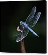 Blue Dragonfly Canvas Print