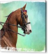 Blue Eyed American Saddlebred Horse Canvas Print