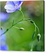 Blue Flax And Buds Canvas Print