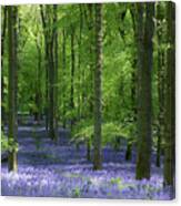 Blue Forest 11 Canvas Print