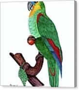 Blue Fronted Parrot Day 5 Challenge Canvas Print