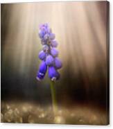 Blue Grape Hyacinth Print Canvas Print