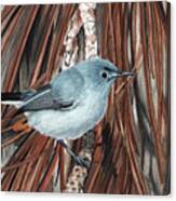 Blue-grey Gnatcatcher Canvas Print