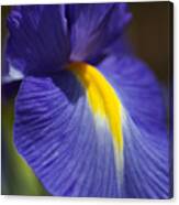 Blue Iris With Yellow Canvas Print