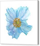 Blue Poppy Canvas Print
