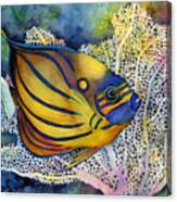 Blue Ring Angelfish Canvas Print