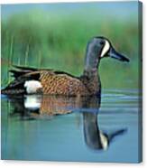Blue Winged Teal Canvas Print