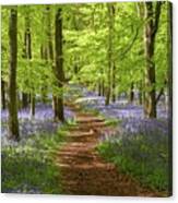 Bluebells, Dockey Wood, England Canvas Print