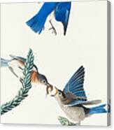 Bluebird. John James Audubon Canvas Print