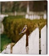 Bluebird On A Fence Canvas Print