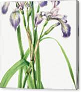 Blueflag Iris Canvas Print