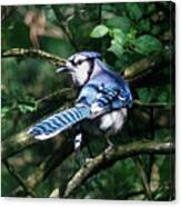 Bluejay Canvas Print