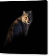 Bobcat Portrait Canvas Print