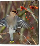 Bohemian Waxwing, Bombycilla Garrulus Canvas Print