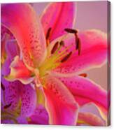 Bold And Pink Oriental Lilies 5 Canvas Print