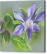 Borage Flower And Buds Canvas Print