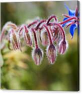 Borage Plant In Buds Canvas Print