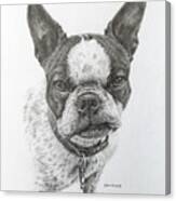 Boston Terrier, Puggie Canvas Print