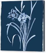 Botanical Cyanotype Series No. Six Canvas Print
