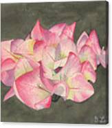 Bougainvillea Canvas Print