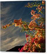 Bougainvillea Palm Springs California 0449 Canvas Print