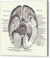 Brain Nervous System Diagram - Vintage Anatomy 2 Canvas Print