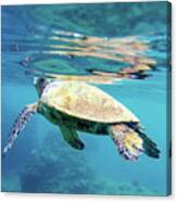 Breath Green Sea Turtle Hawaii Canvas Print