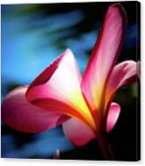 Bright Pink Canvas Print