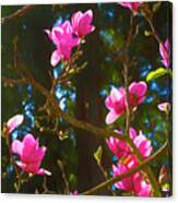 Bright Pink Magnolias Painted Canvas Print
