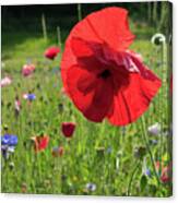 Bright Red Poppy Flower Canvas Print