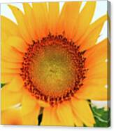 Bright Yellow Sunflower At Sunrise 3 Canvas Print