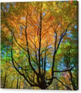 Brilliant Autumn Colors Canvas Print