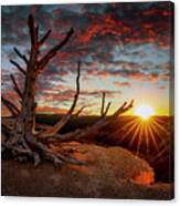 Bristlecone Sunset Canvas Print