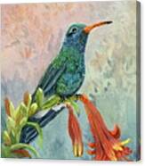 Broad-billed Hummingbird Canvas Print