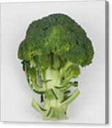 Broccoli Canvas Print
