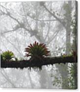 Bromeliads On Top Of Cerro Uyuca 1 Canvas Print