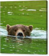 Brown Bear Submerged Be10586 Canvas Print