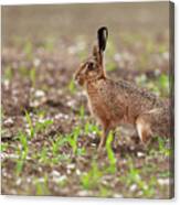 Norfolk Brown Hare At In A Field Of Crops Canvas Print