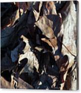 Brown Leaves Canvas Print