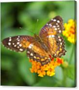 Brown Peacock Butterfly Canvas Print