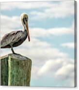 Brown Pelican At Dry Tortugas Canvas Print