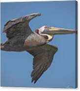 Brown Pelican At Kiawah Canvas Print