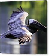 Brown Pelican In Flight Canvas Print