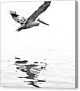 Brown Pelican With Its Reflection Canvas Print