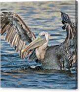 Brown Pelicans #2 Canvas Print