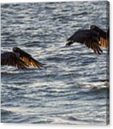 Brown Pelicans On Indian Rocks Beach, 2 Of 2 Canvas Print