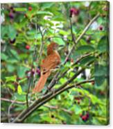 Brown Thrasher In The Berries Canvas Print