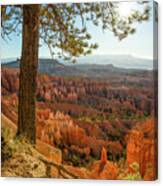 Bryce Canyon Tree Canvas Print