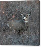 Buck Mule Deer In Camouflage Canvas Print