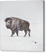 Buffalo In Yellowstone Winter Canvas Print